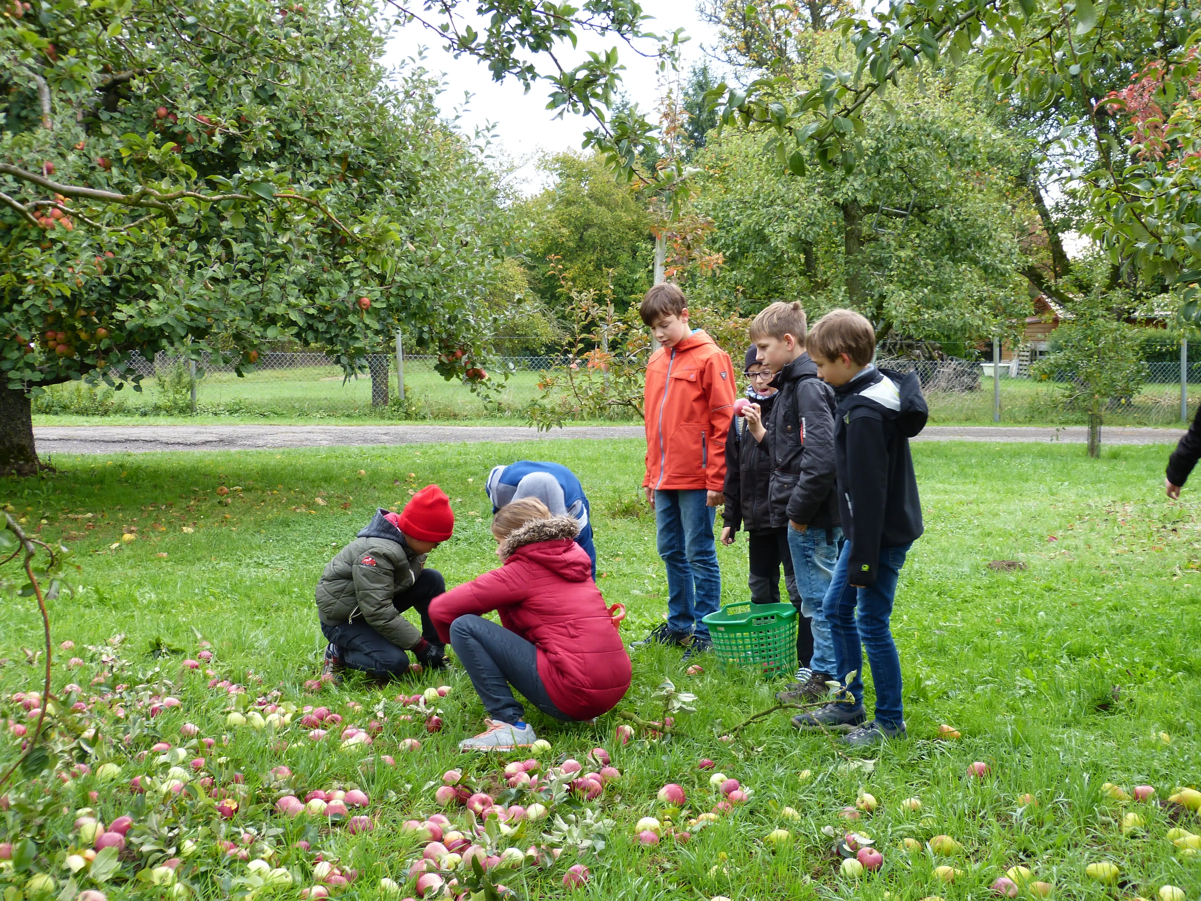 Fleißige Erntehelfer der Gemeinschaftsschule Gärtringen