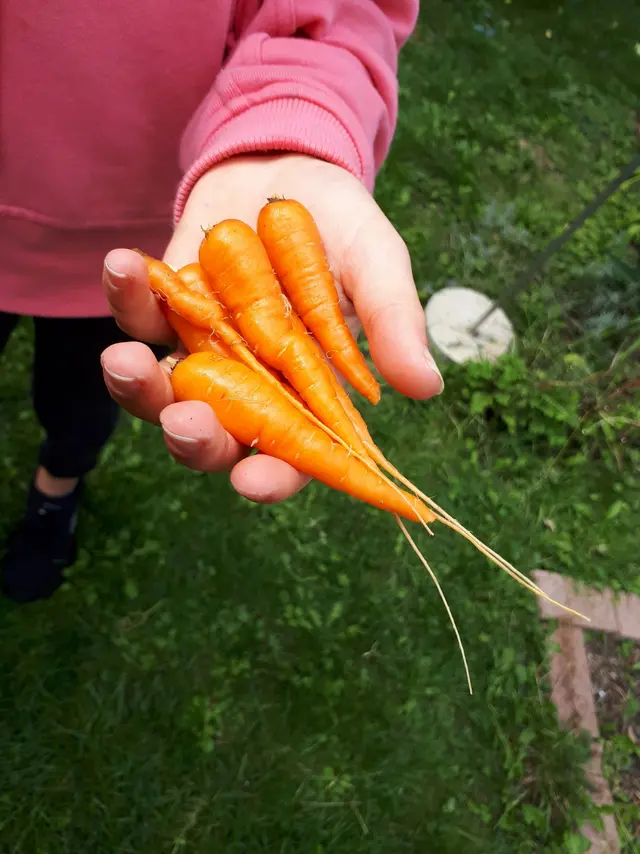 Die Früchte unserer Arbeit im Schulgarten