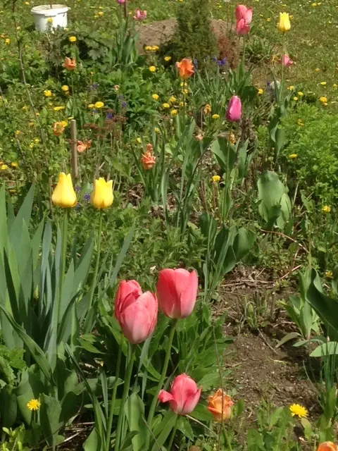 Frühling im Schulgarten